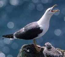 Qush tili ga  sirdoshlik